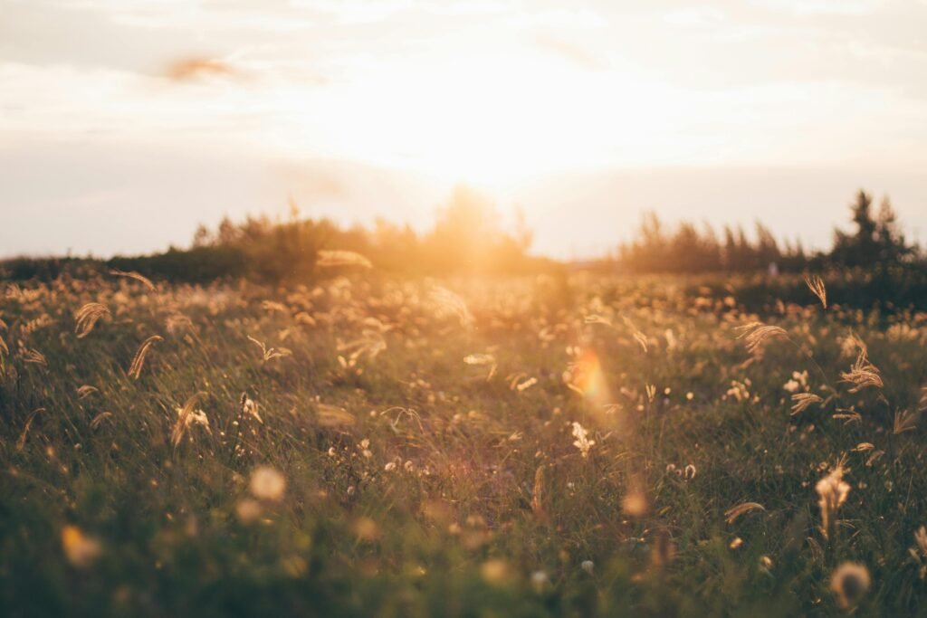 Beautiful sunset over a grassy field in Brazil, capturing nature's tranquility.